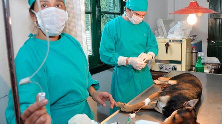 Castración gratuita de mascotas en el barrio Libertad